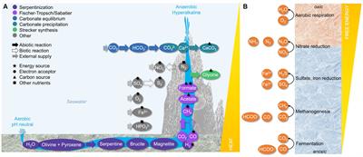 Metabolic challenges and key players in serpentinite-hosted microbial ecosystems